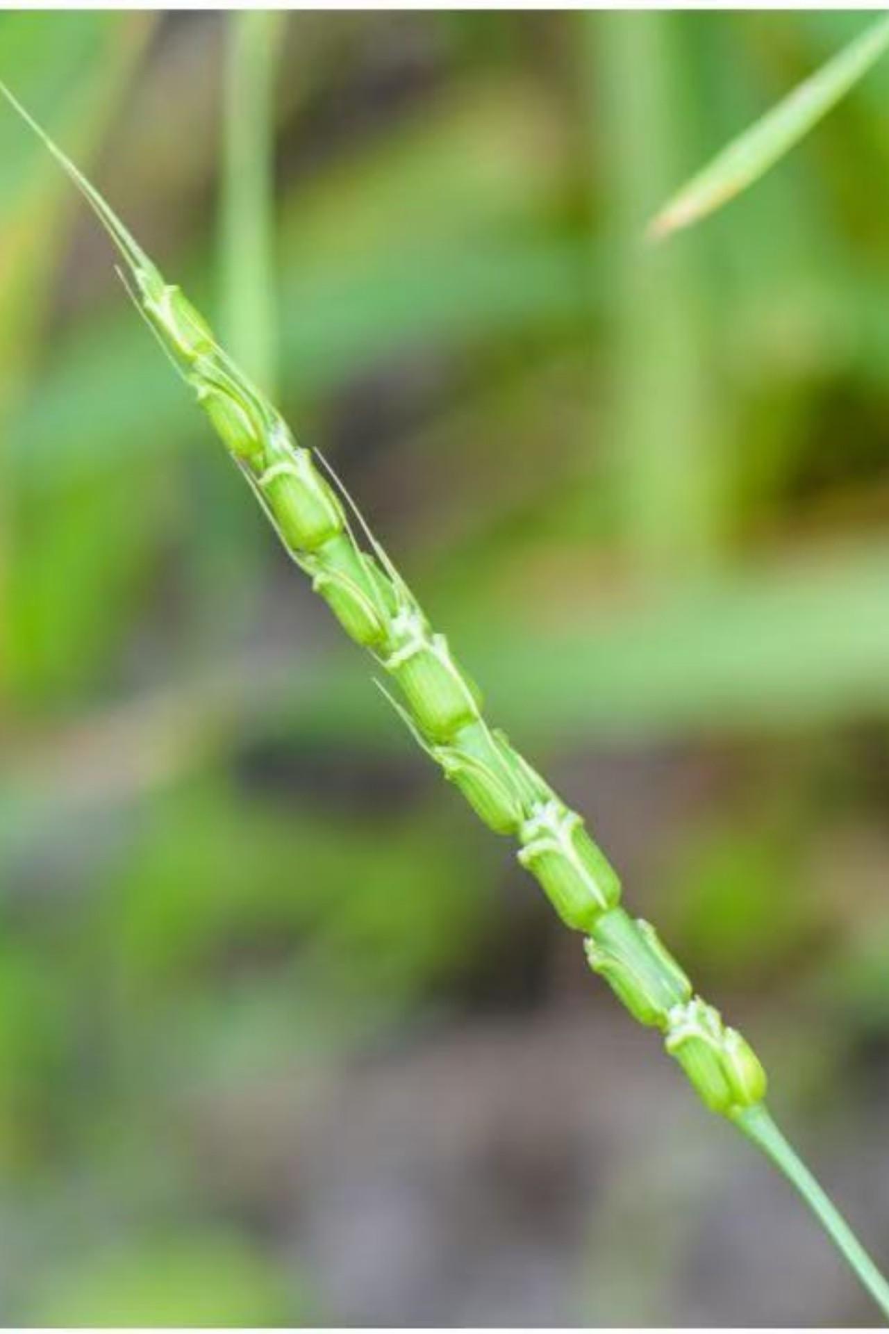 Aegilops tauschii